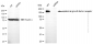 KD-Validated Anti-Epidermal Growth Factor Receptor Mouse Monoclonal Antibody
